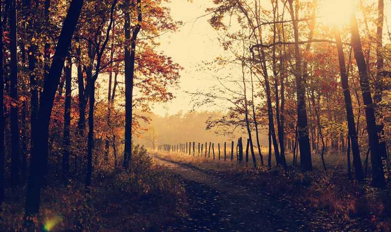 Herbst-Special: Kostenlose Umzugskartons und Packmaterial für Ihren Umzug